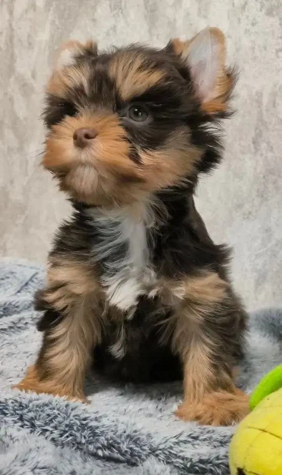 Щенки йоркширского терьера (породная группа цветные йорки) - Собаки (Животные) в Москва