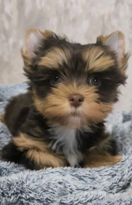 Щенки йоркширского терьера (породная группа цветные йорки) - Собаки (Животные) в Москва