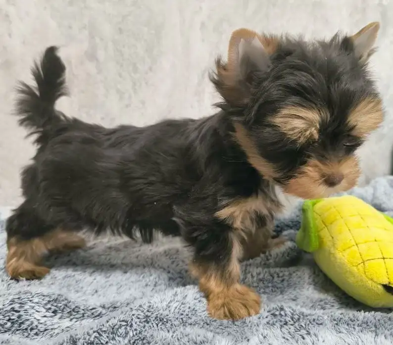 Щенки йоркширского терьера (породная группа цветные йорки) - Собаки (Животные) в Москва