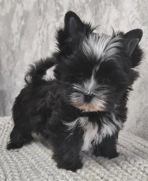 Щенки йоркширского терьера (породная группа цветные йорки) - Собаки (Животные) в Москва