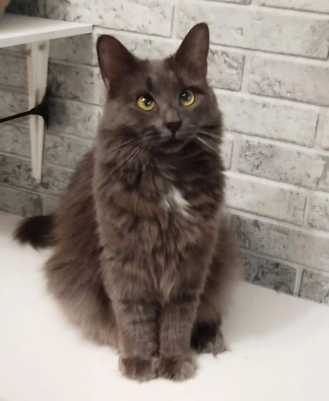 Пристройство кошки Мушки в Москве - Кошки (Животные) в Москва