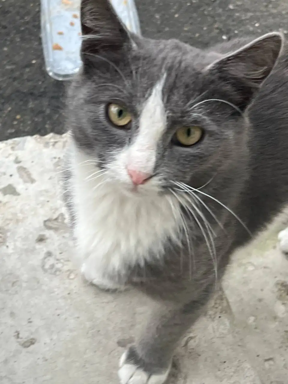 Ищет дом котик ДымОК в Москве - Кошки (Животные) в Москва