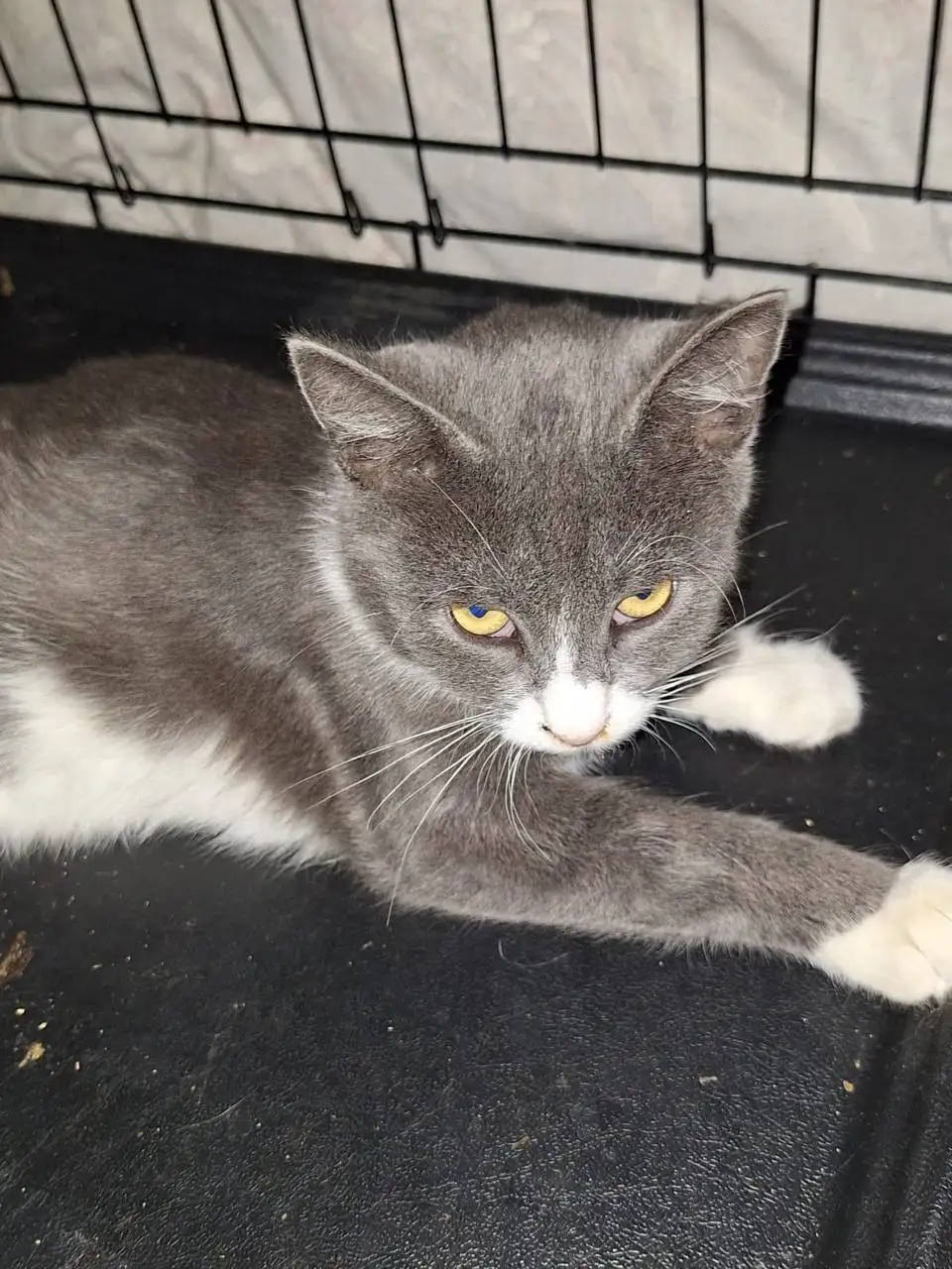 Ищет дом котик ДымОК в Москве - Кошки (Животные) в Москва