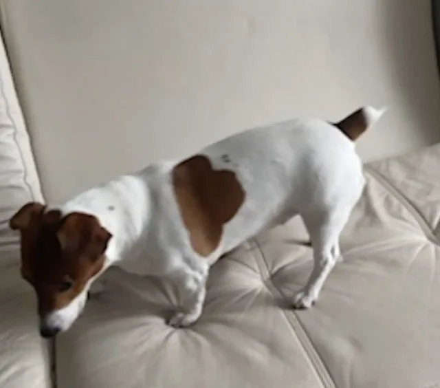 Пропала собака породы Джек Рассел - Пропажа/Поиск животных в Москва