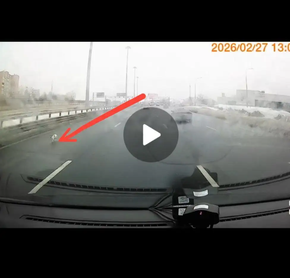 Пропала собака породы Джек Рассел - Пропажа/Поиск животных (Животные) в Москва