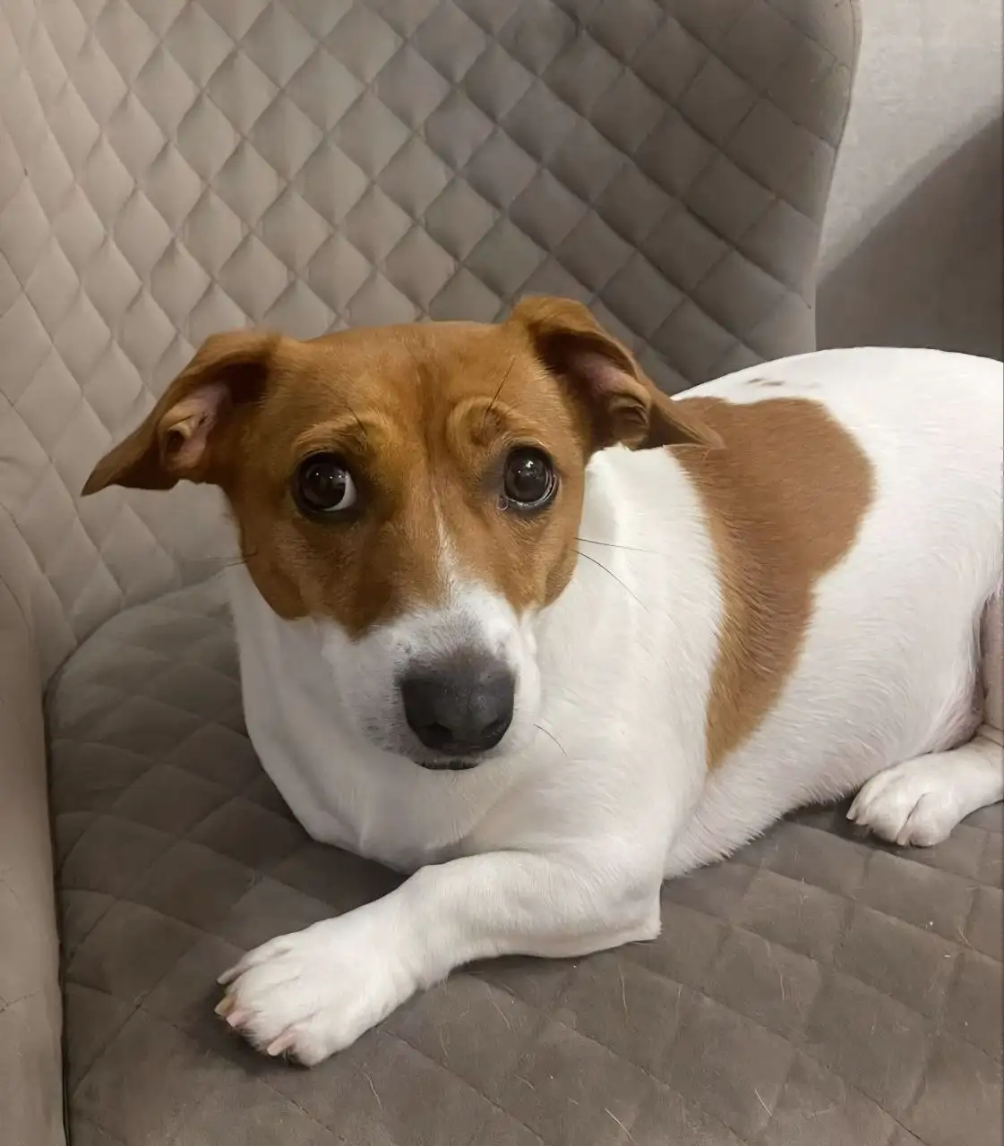 Пропала собака породы Джек Рассел - Пропажа/Поиск животных (Животные) в Москва