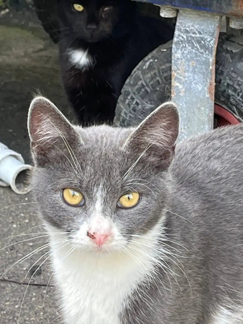 Ищет дом нежная девочка Анечка в Москве - Кошки (Животные) в Москва