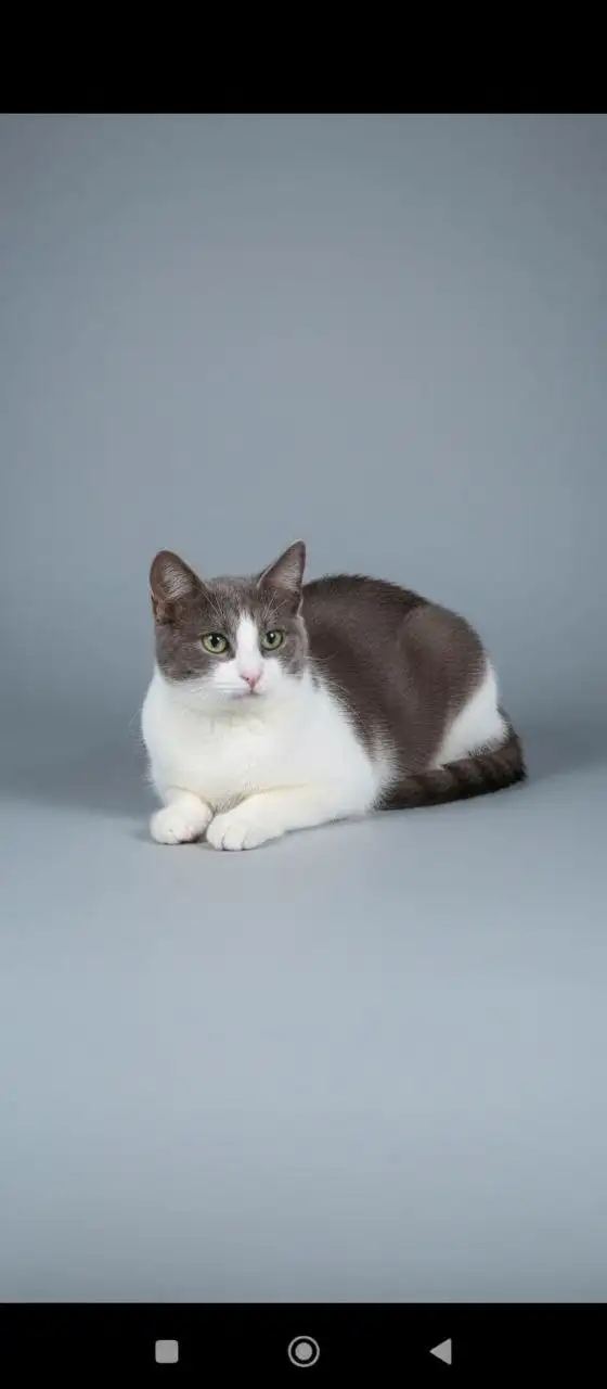 Ищет любящий дом ласковая кошечка - Кошки (Животные) в Химки