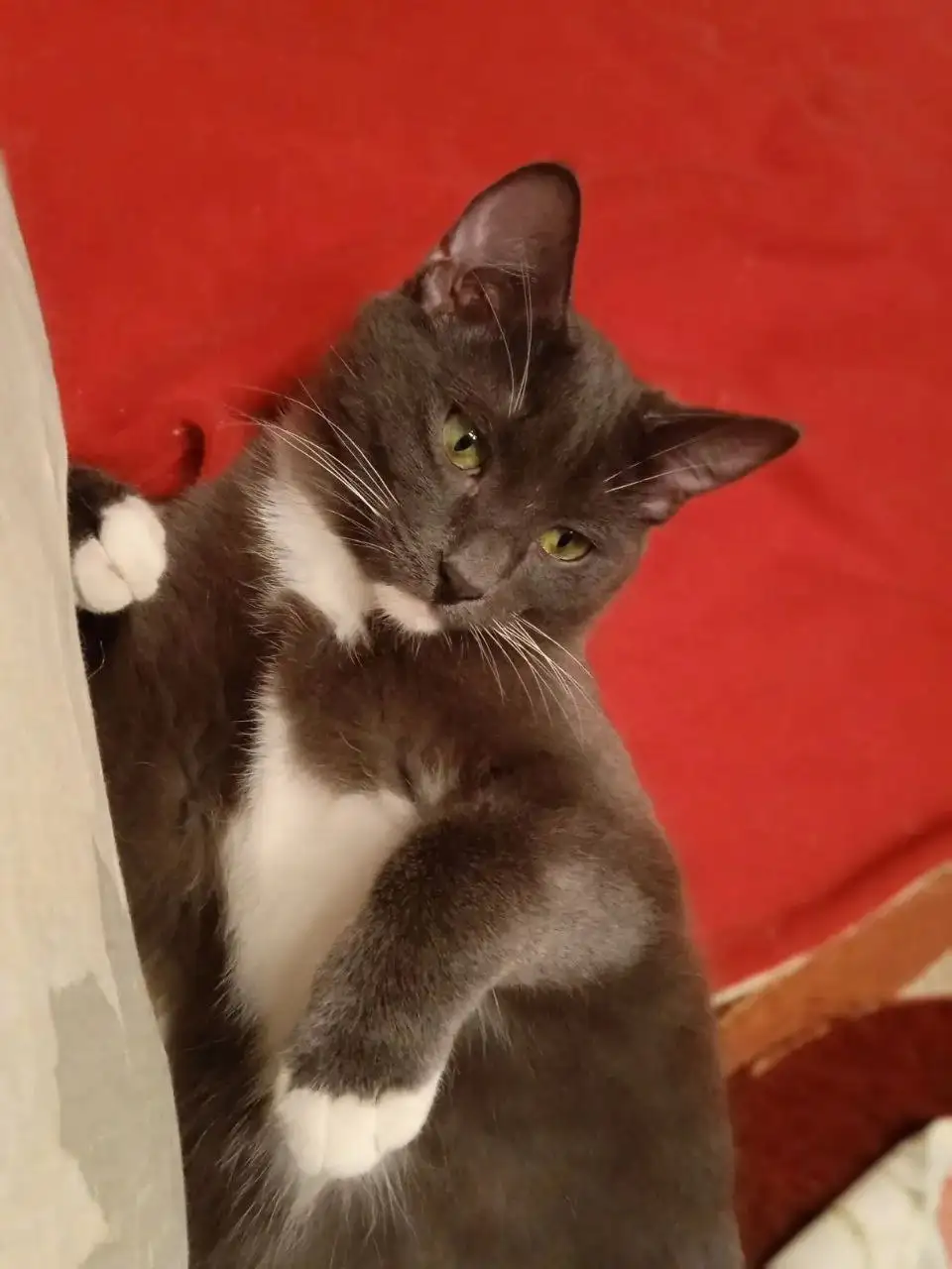 Котик Филя ищет дом - Кошки (Животные) в Химки