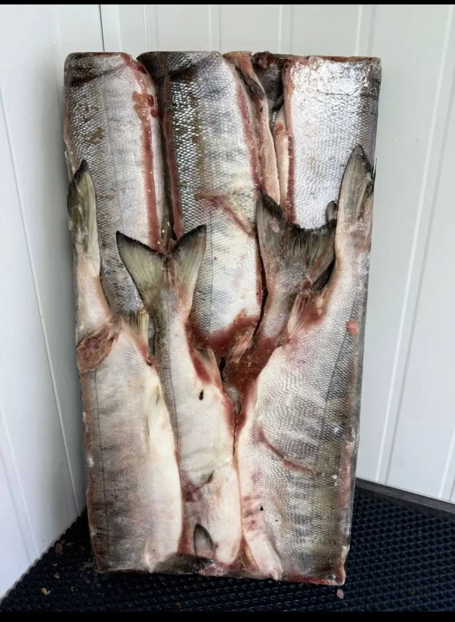 Свежий кижуч с Дальнего Востока - Рыба и морепродукты (Барахолка) в Химки