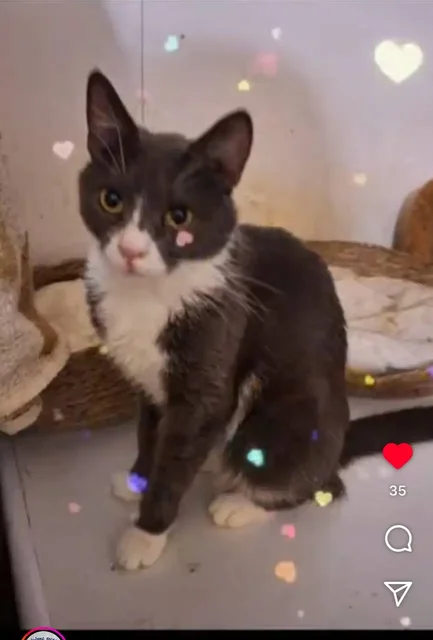 Кошка Анечка ищет дом в Москве - Ветеринарные препараты в Москва