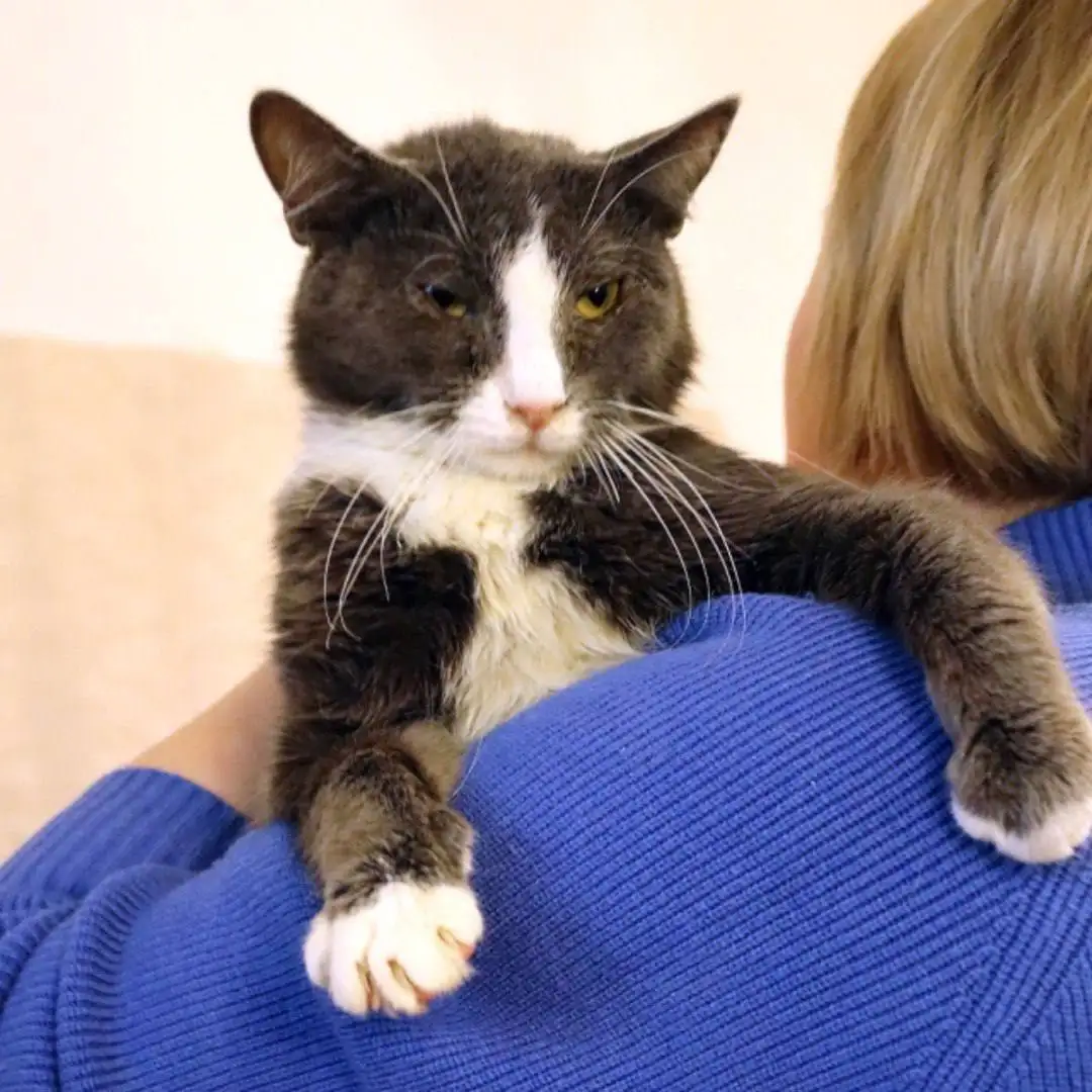 Кот ДымОК ищет дом в Москве - Кошки (Животные) в Москва