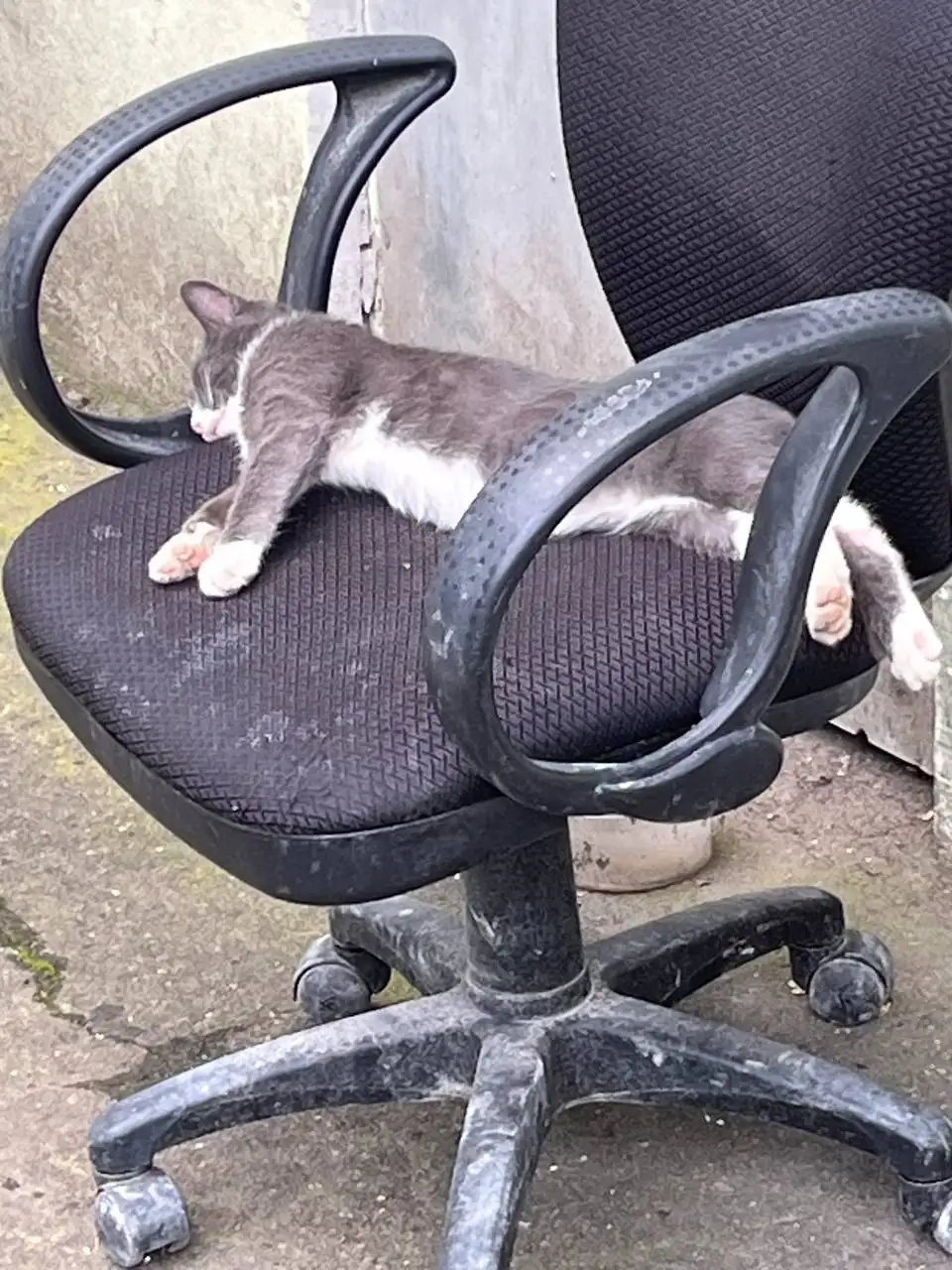 Кот ДымОК ищет дом в Москве - Кошки (Животные) в Москва