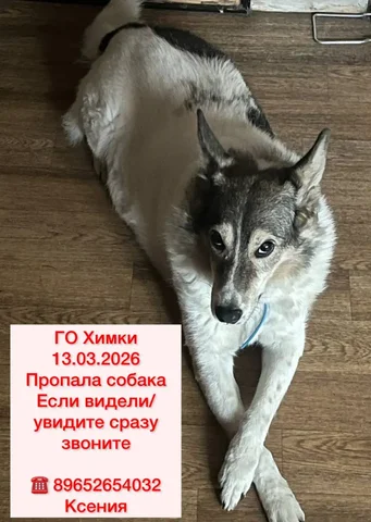 Пропала собака в Химках - Потерянные животные в Химки