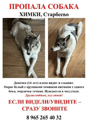 Пропала собака в Химках - Потерянные животные в Химки