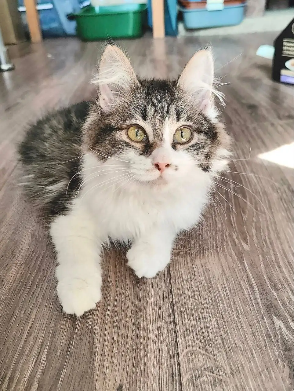 Кошечка ищет дом в Химках - Кошки (Животные) в Химки