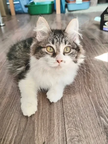 Кошечка ищет дом в Химках - Животные в Химки