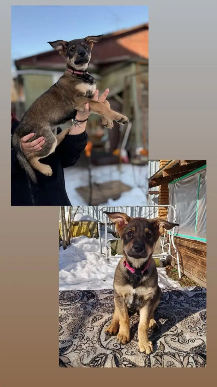 Щенята для пристройства в добрые руки - Собаки (Животные) в Химки