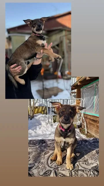 Щенята для пристройства в добрые руки - Животные в Химки