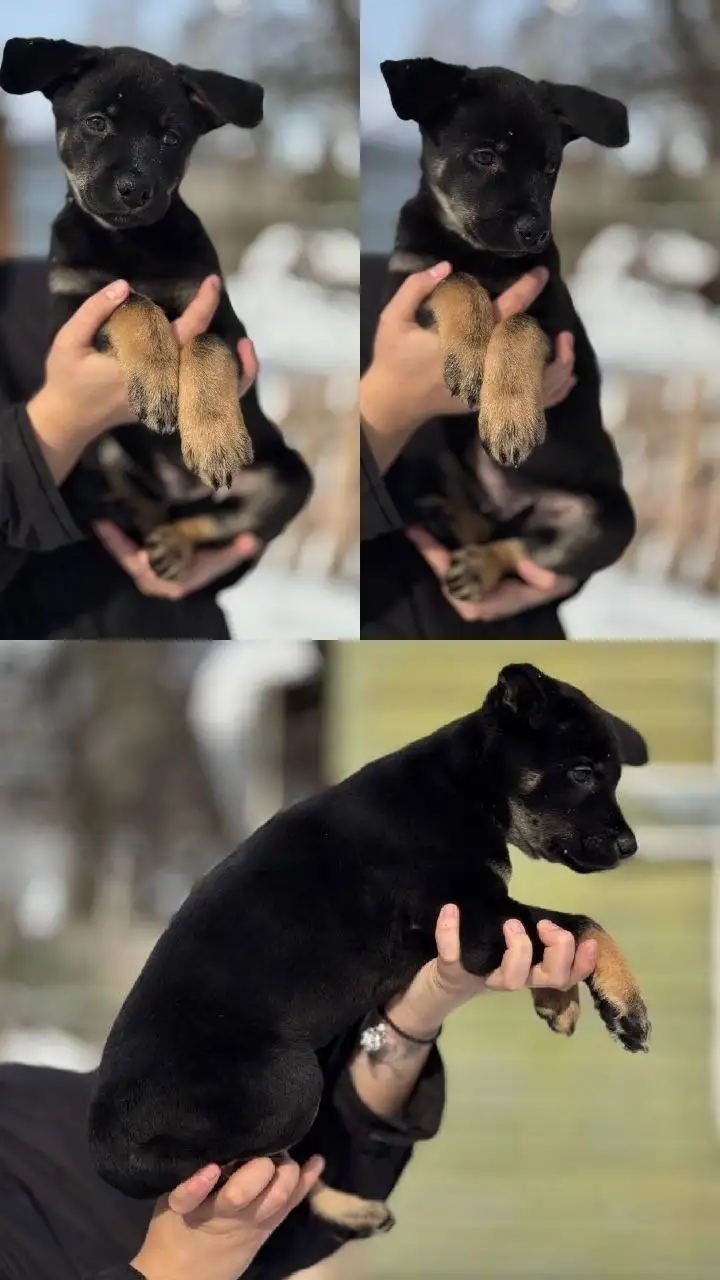 Щенята для пристройства в добрые руки - Собаки (Животные) в Химки