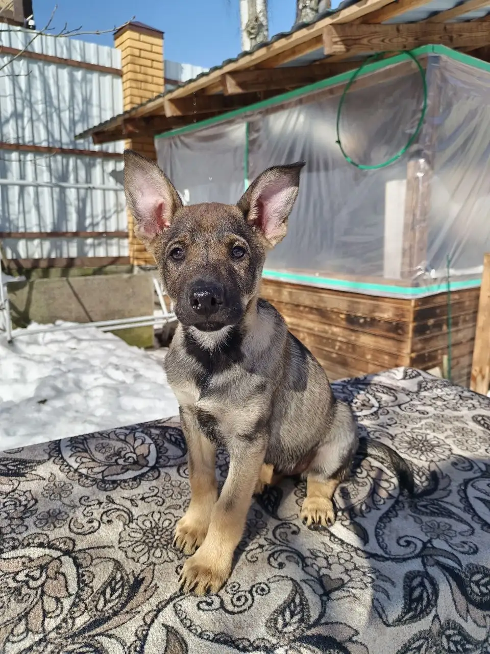 Щенята для пристройства в добрые руки - Собаки (Животные) в Химки