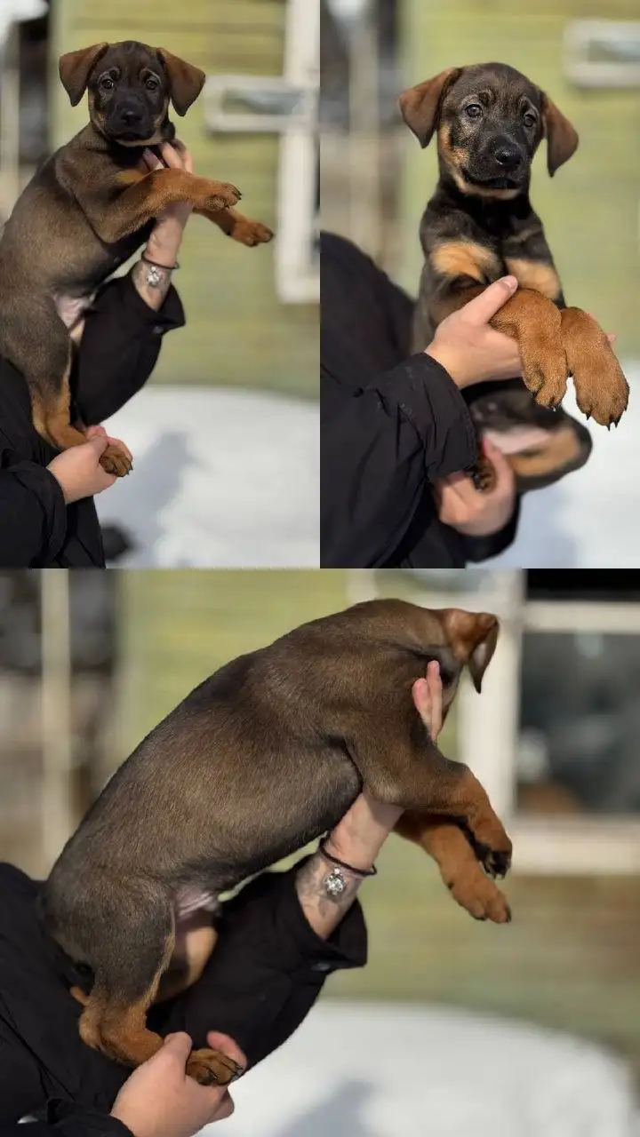 Щенята для пристройства в добрые руки - Собаки (Животные) в Химки