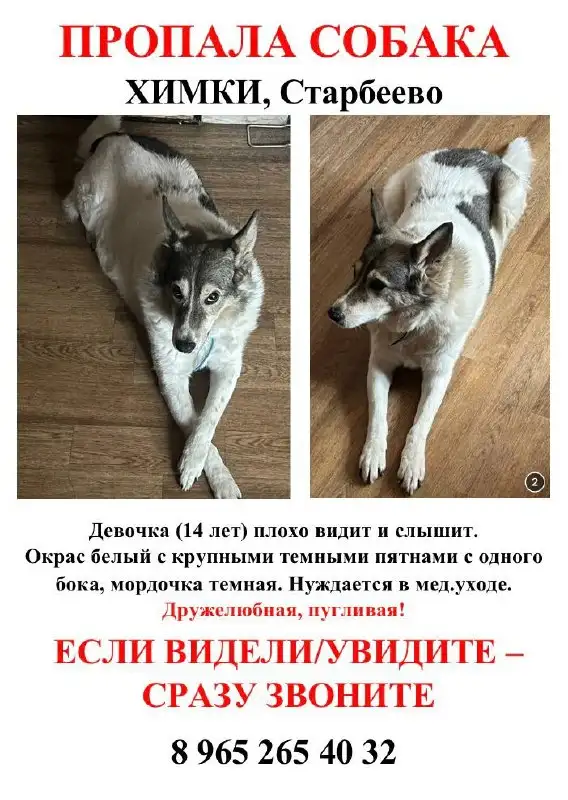 Потеряна старенькая собака в Химках - Потерянные животные (Животные) в Химки