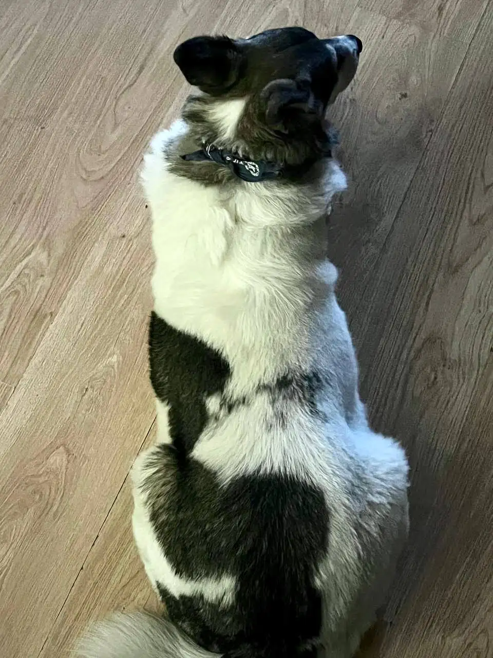 Потеряна старенькая собака в Химках - Потерянные животные (Животные) в Химки