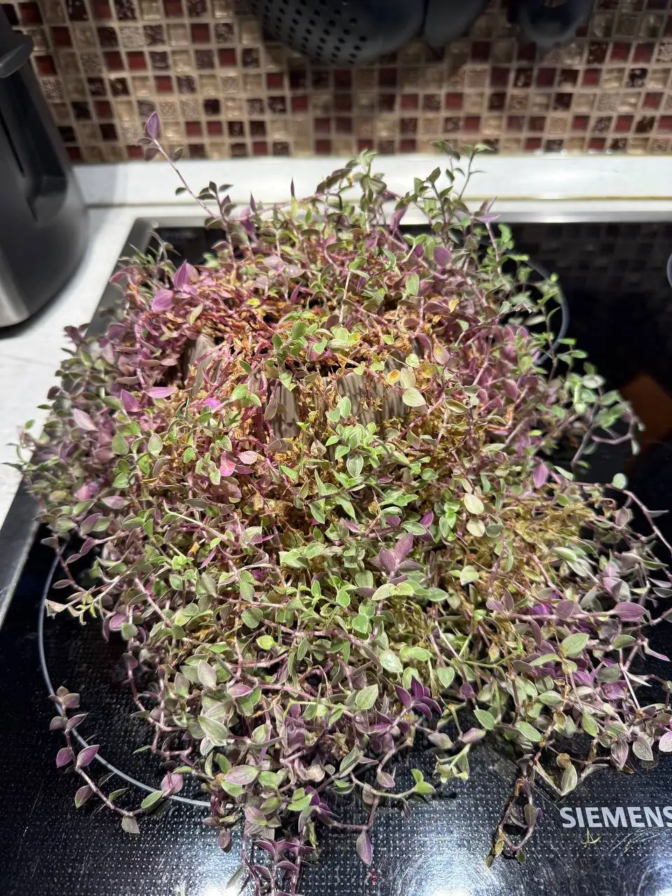 Продажа комнатных растений с кашпо и грунтом - Комнатные растения (Хобби и отдых) в Химки