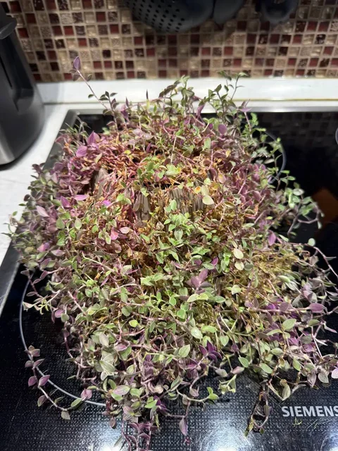 Продажа комнатных растений с кашпо и грунтом - частное объявление в Химки