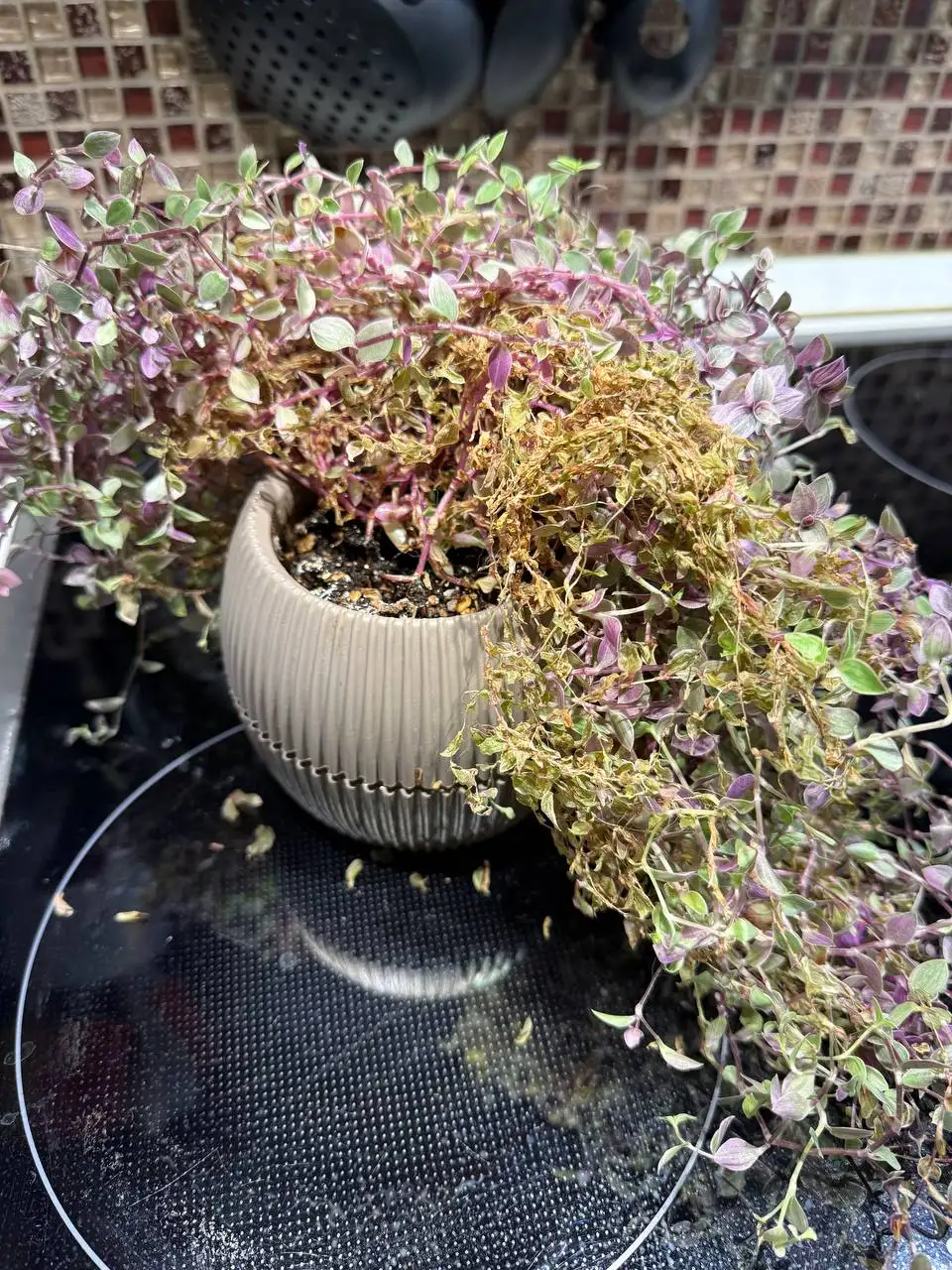 Продажа комнатных растений с кашпо и грунтом - Комнатные растения (Хобби и отдых) в Химки