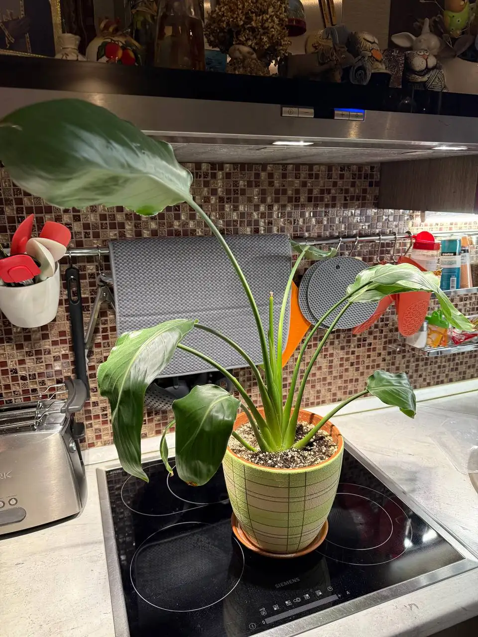 Продажа комнатных растений с кашпо и грунтом - Комнатные растения (Хобби и отдых) в Химки