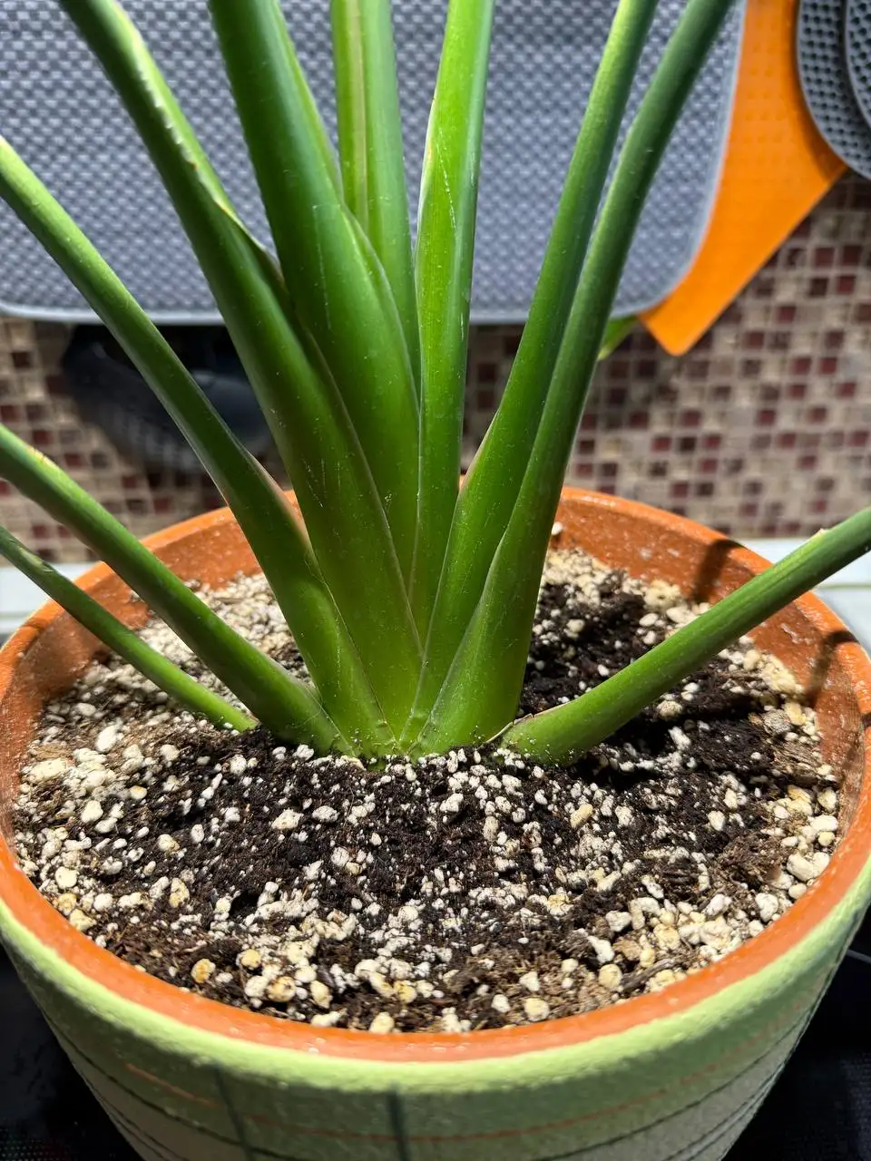 Продажа комнатных растений с кашпо и грунтом - Комнатные растения (Хобби и отдых) в Химки