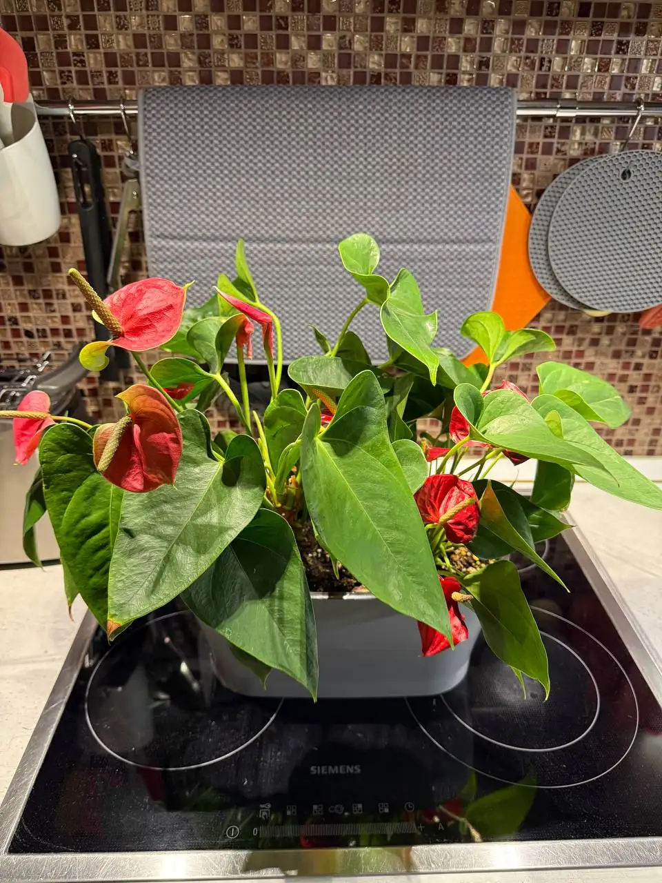 Продажа комнатных растений с кашпо и грунтом - Комнатные растения (Хобби и отдых) в Химки