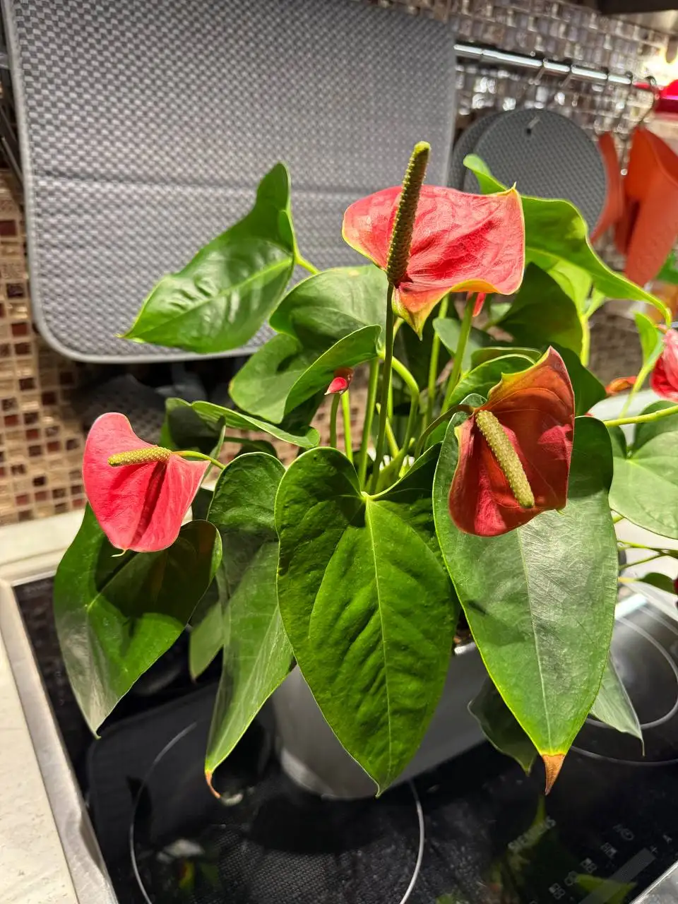 Продажа комнатных растений с кашпо и грунтом - Комнатные растения (Хобби и отдых) в Химки