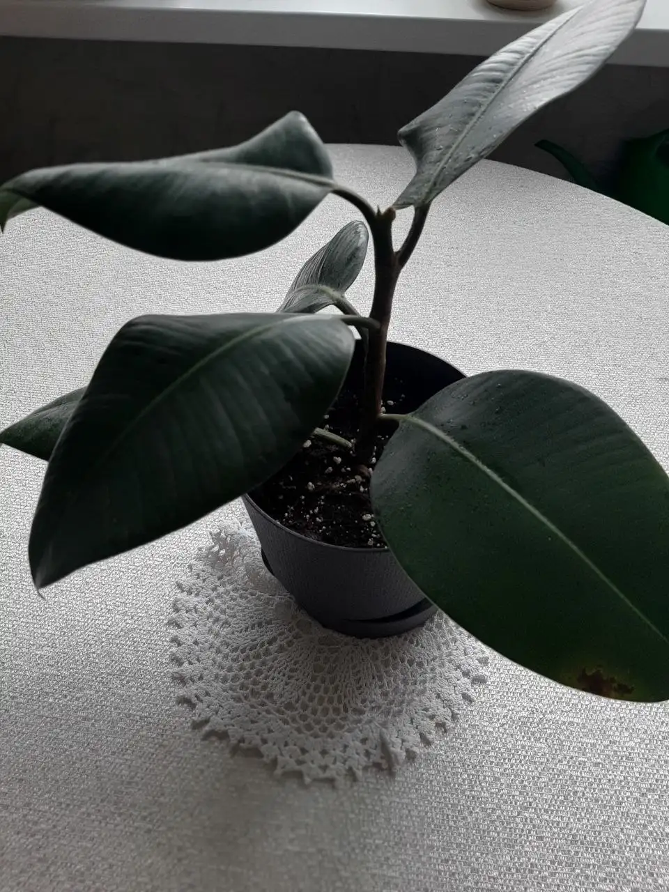 Фикус в горшке со спец.грунтом - Растения (Хобби и отдых) в Химки