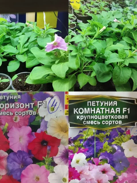 Рассада цветов и овощей - Садоводство в Зеленоград