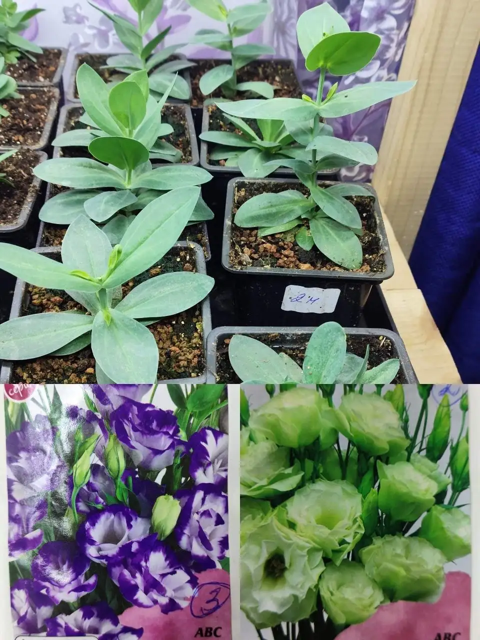 Рассада цветов и овощей - Садоводство (Хобби и отдых) в Зеленоград