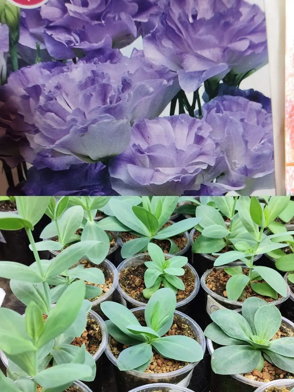 Рассада цветов и овощей - Садоводство (Хобби и отдых) в Зеленоград