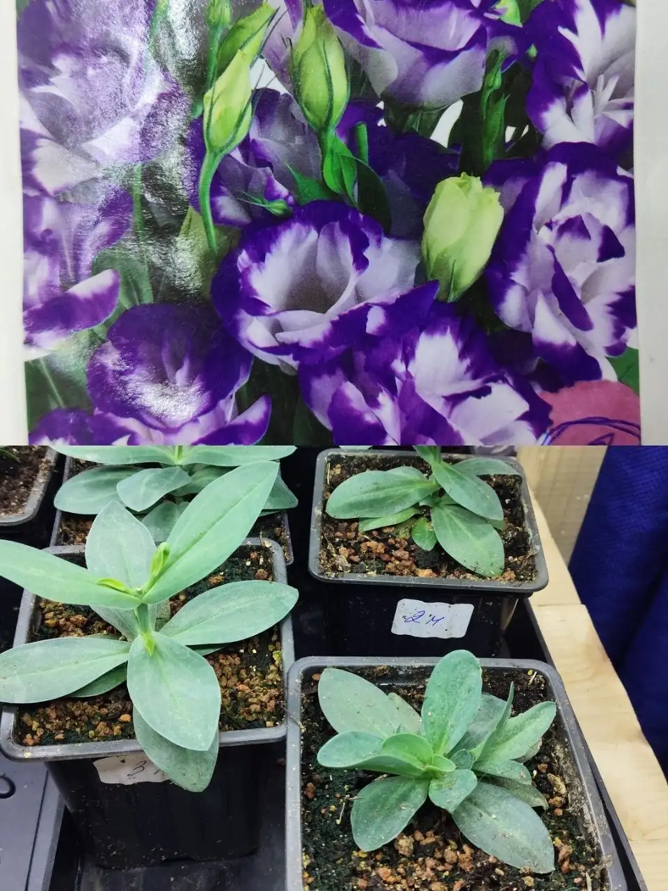 Рассада цветов и овощей для балкона - Растения и семена (Хобби и отдых) в Зеленоград