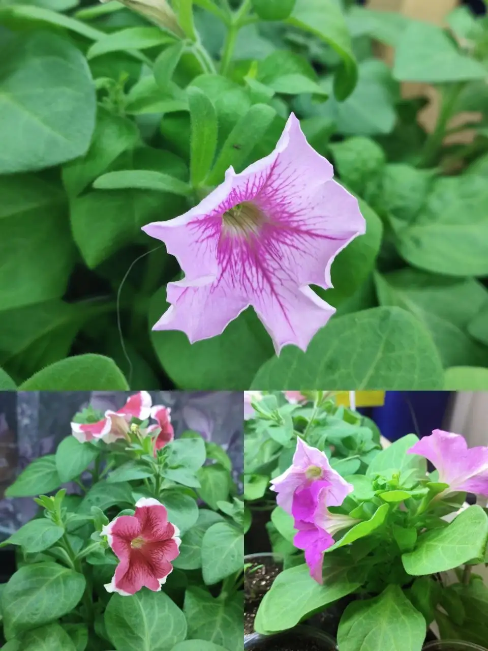 Рассада цветов и овощей для балкона - Растения и семена (Хобби и отдых) в Зеленоград