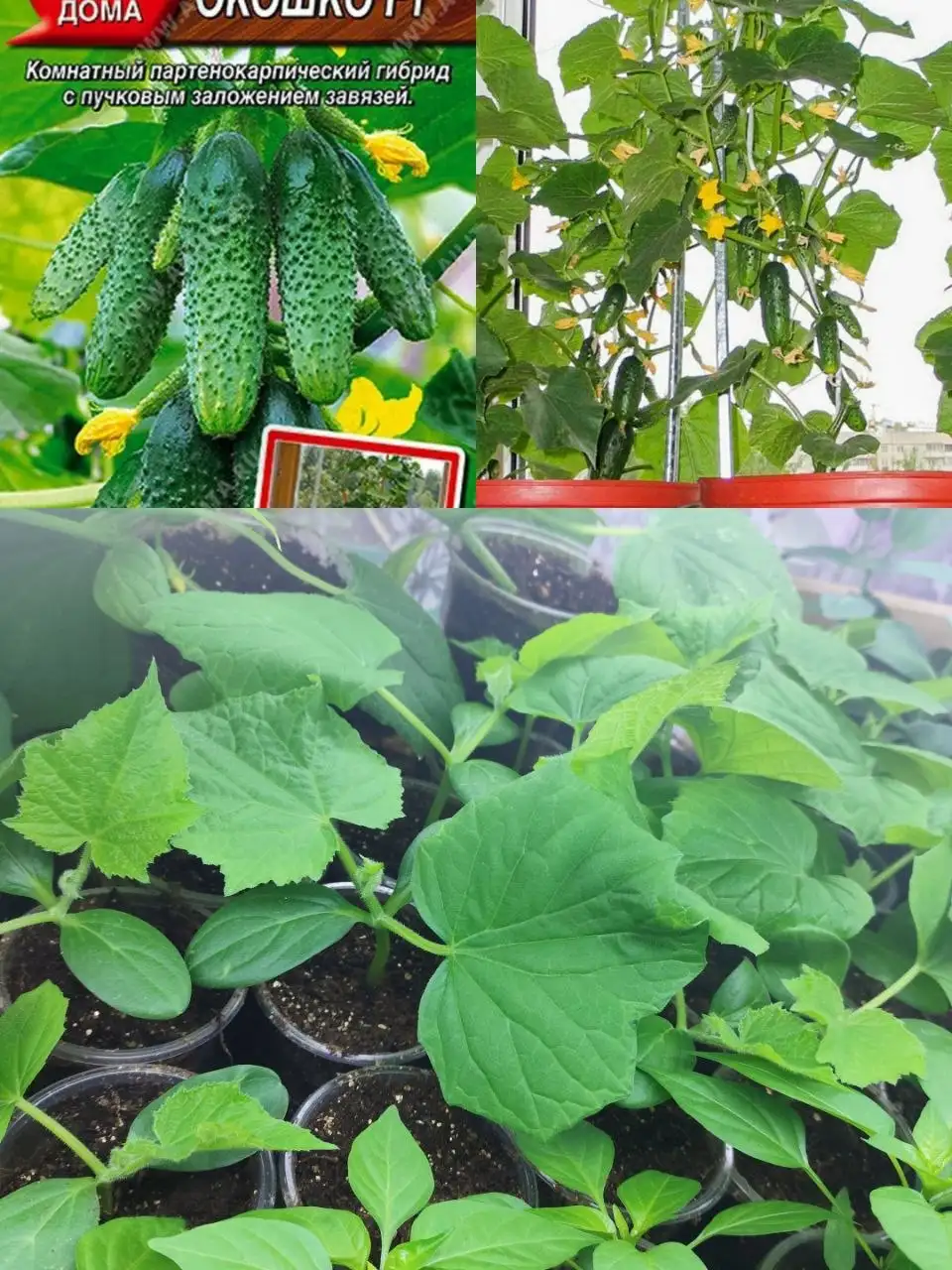 Рассада цветов и овощей для балкона - Растения и семена (Хобби и отдых) в Зеленоград