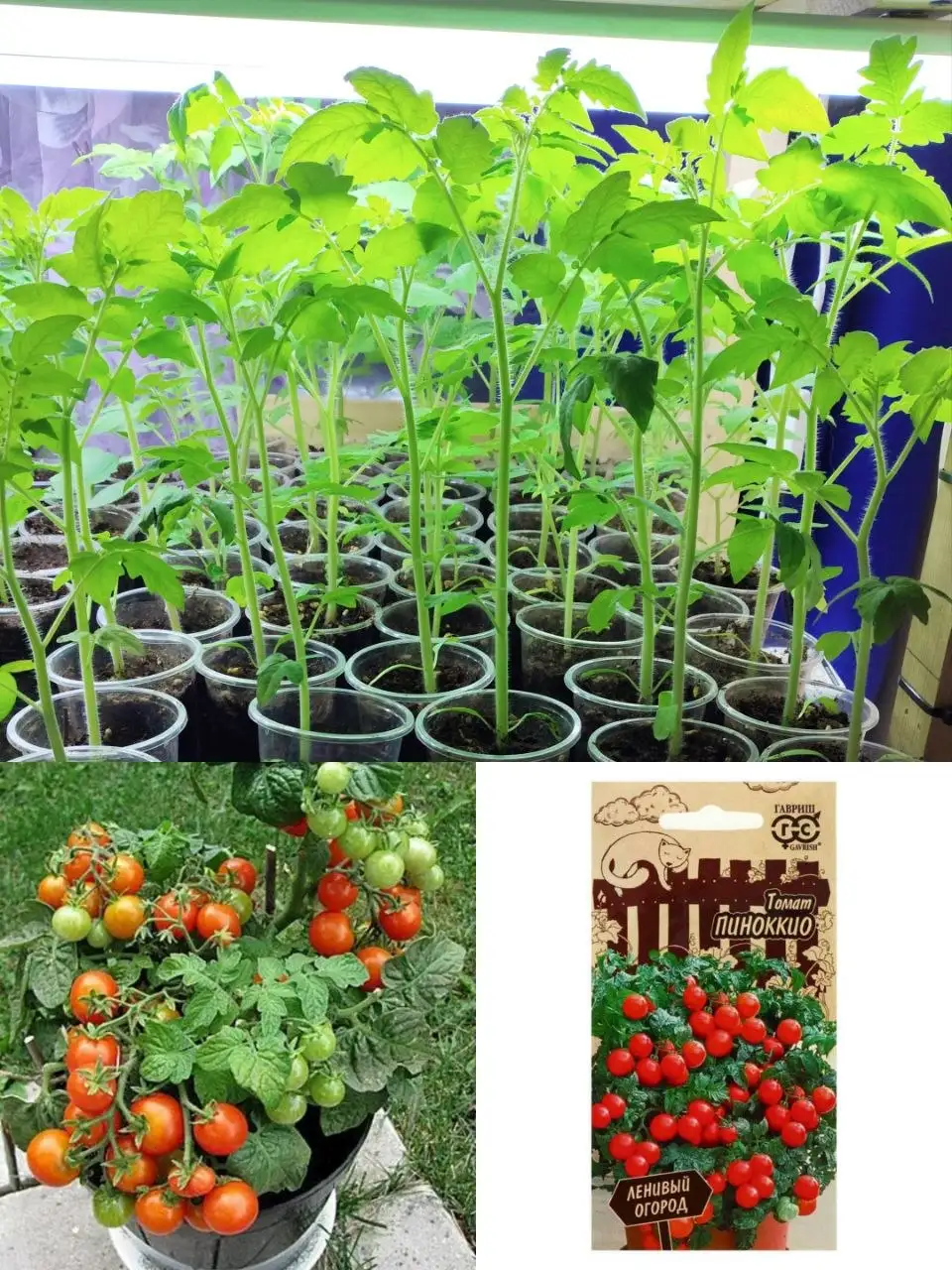 Рассада цветов и овощей для балкона - Растения и семена (Хобби и отдых) в Зеленоград