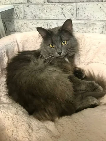 Пристройство кошки Мушки в Москве - Животные в Москва