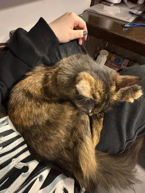 Кошка подросток ищет новый дом в Химках - Кошки/Котята в Химки