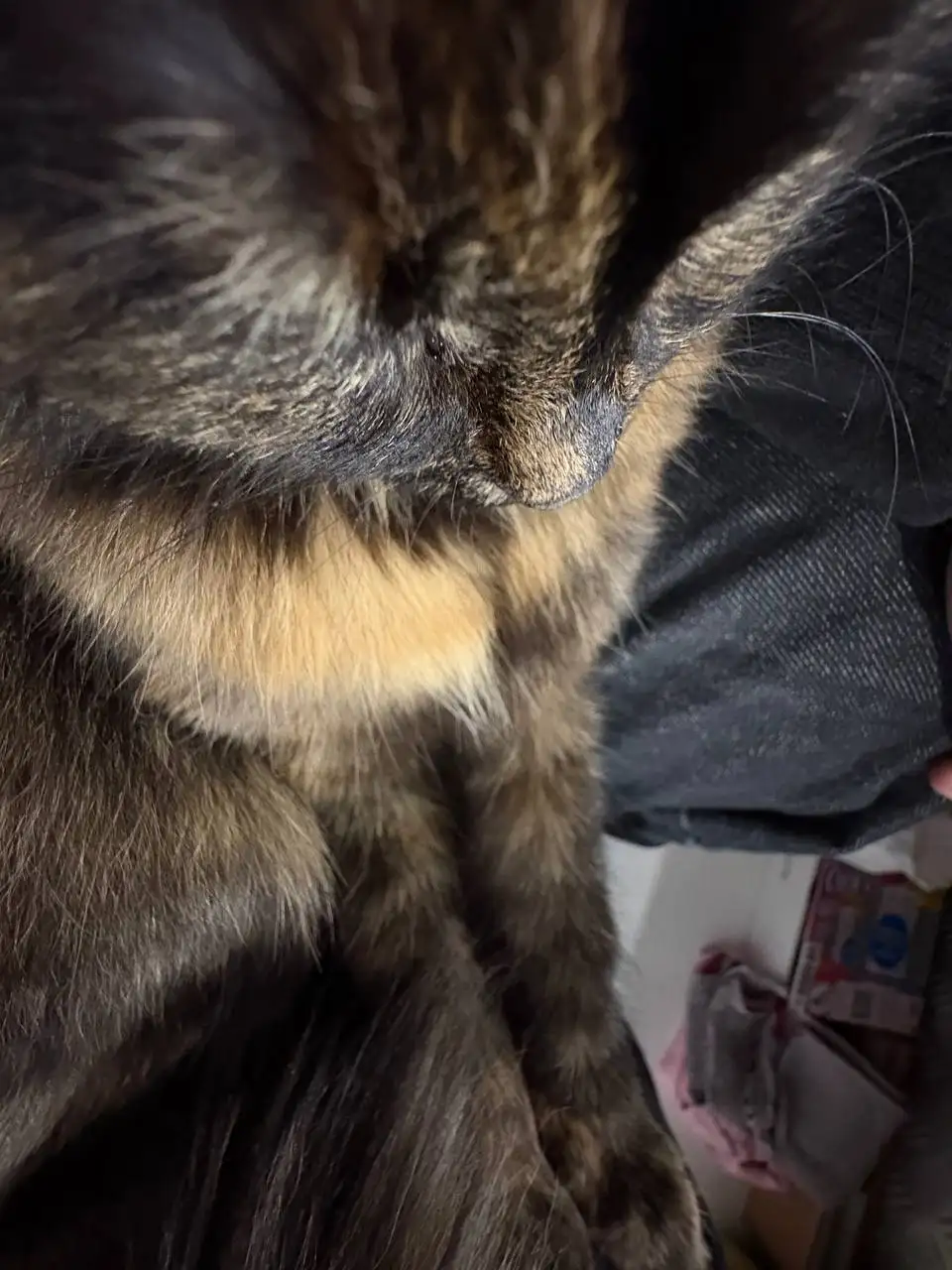 Кошка подросток ищет новый дом в Химках - Кошки (Животные) в Химки