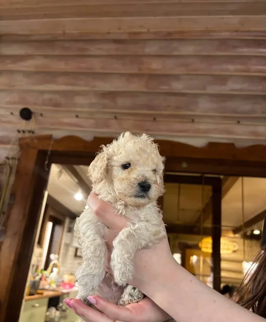 Продажа щенка карликового пуделя бежевого окраса - Собаки в Химки