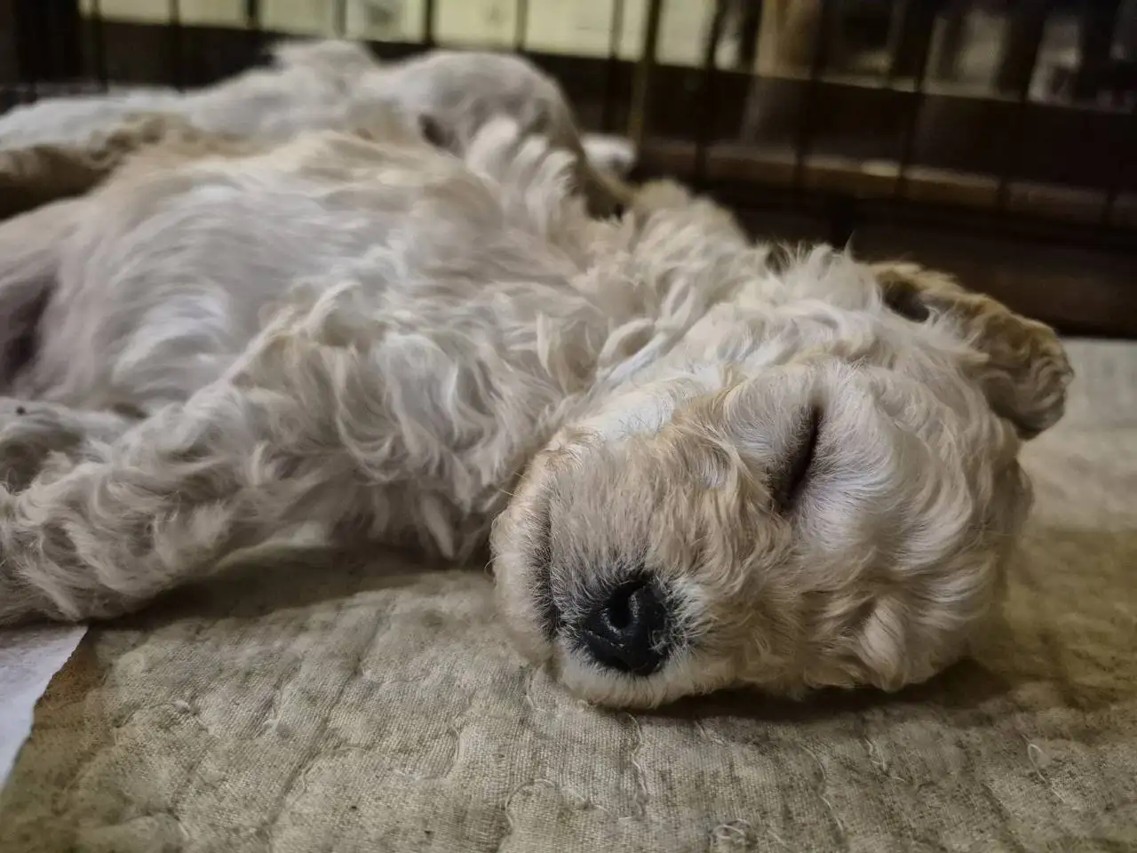 Продажа щенка карликового пуделя бежевого окраса - Собаки (Животные) в Химки