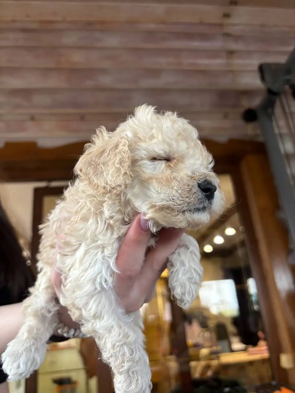 Продажа щенка карликового пуделя бежевого окраса - Собаки (Животные) в Химки