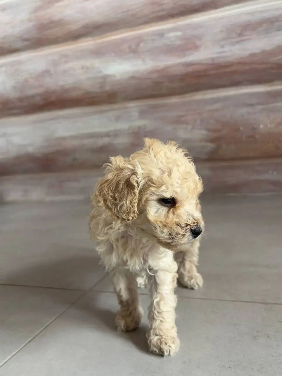 Продажа щенка карликового пуделя бежевого окраса - Собаки (Животные) в Химки
